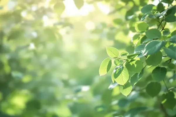 治愈系 分类封面